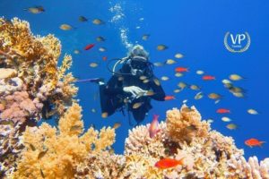 Diving Boat Trip